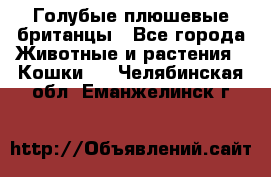Голубые плюшевые британцы - Все города Животные и растения » Кошки   . Челябинская обл.,Еманжелинск г.